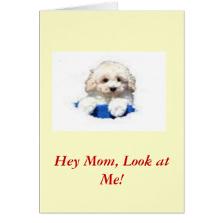 Leksakpudel Hälsningskort