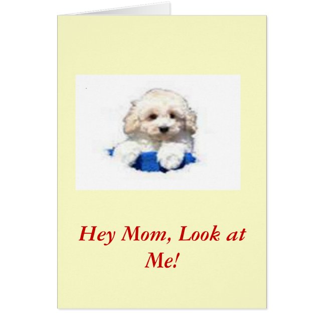 Leksakpudel Hälsningskort (Framsidan)