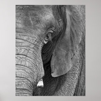 L'Elephant Print - Stor Poster