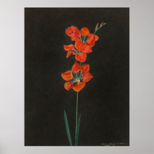 Lelie Flowers Poster