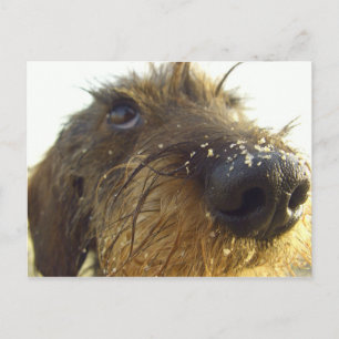 Lemme tänka om det... söt Dachshund Vykort