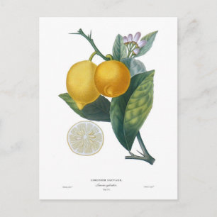 Lemon av Pierre - Antoine Poiteau Vykort
