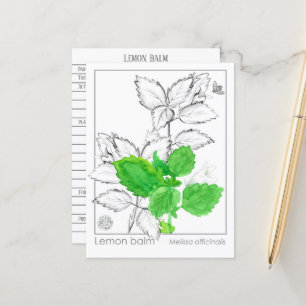 Lemon Balm Materia Medica Herbal Flash Card Vykort