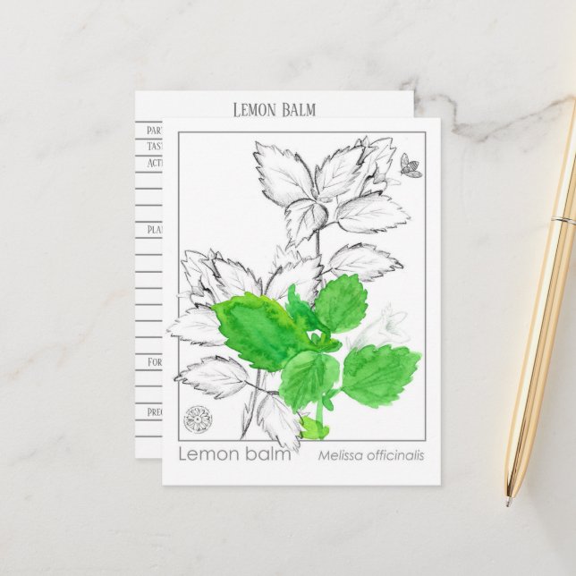 Lemon Balm Materia Medica Herbal Flash Card Vykort (Fram/Back In Situ)