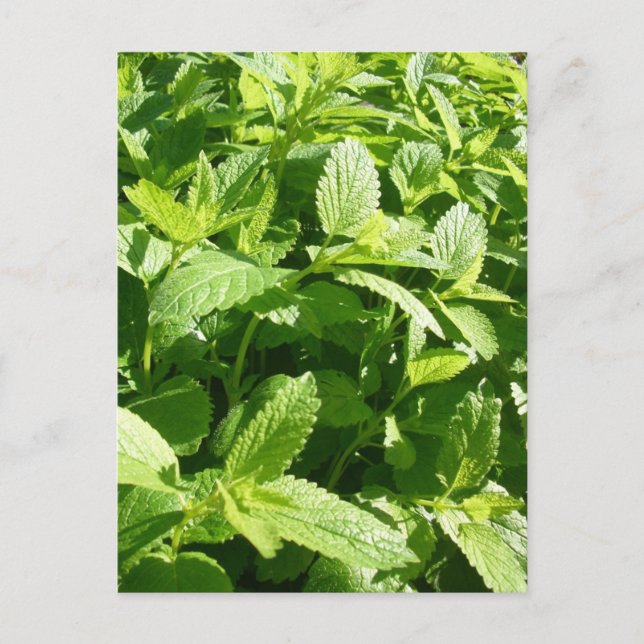 Lemon Balm Plant Vykort (Framsida)