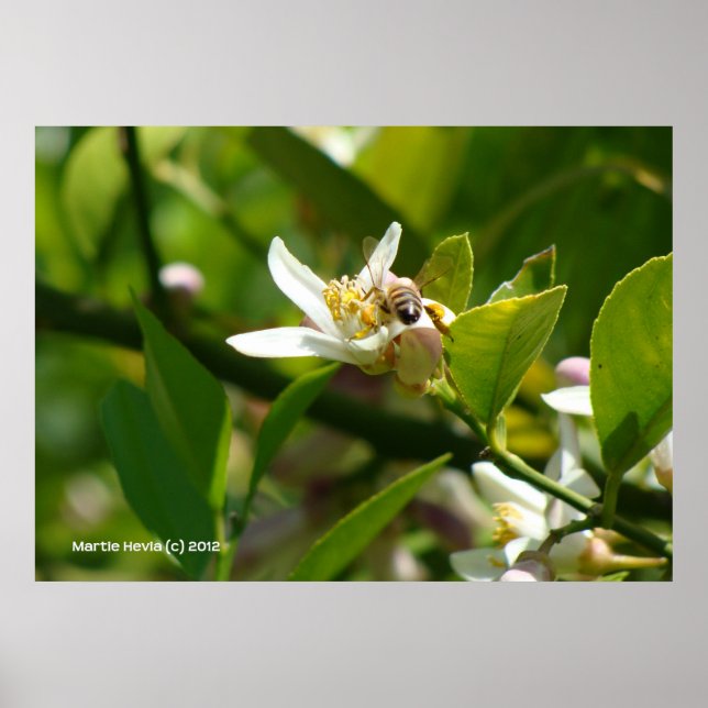 Lemon Blommar Bee (2) Poster (Framsidan)