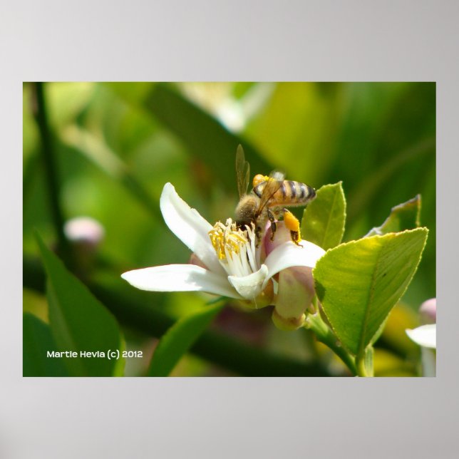 Lemon Blommar Bee (3) Poster (Framsidan)