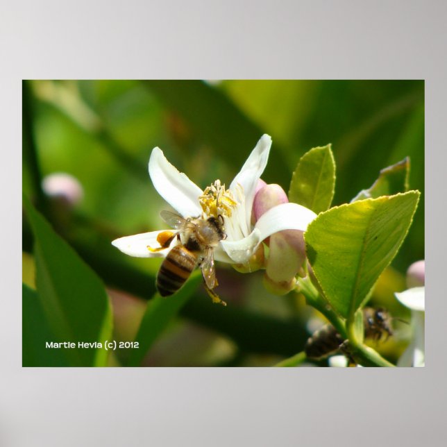 Lemon Blommar Bee (3) Poster (Framsidan)