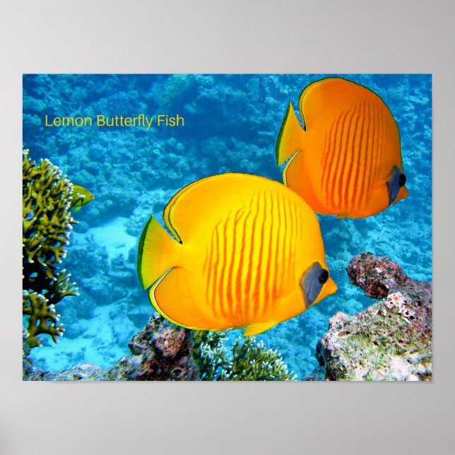Lemon Butterfly Fish Poster (Framsidan)