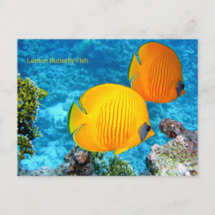 Lemon Butterfly Fish Vykort