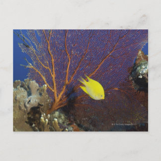 Lemon damsel vykort