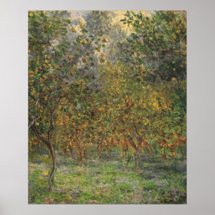 Lemon Grove i Bordighera av Claude Monet Poster