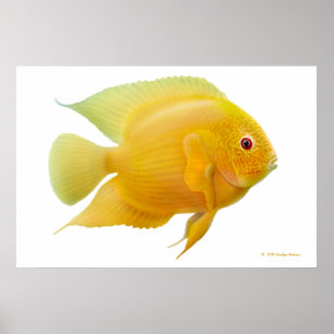 Lemon Guld Severum Cichlid-utskrift Poster