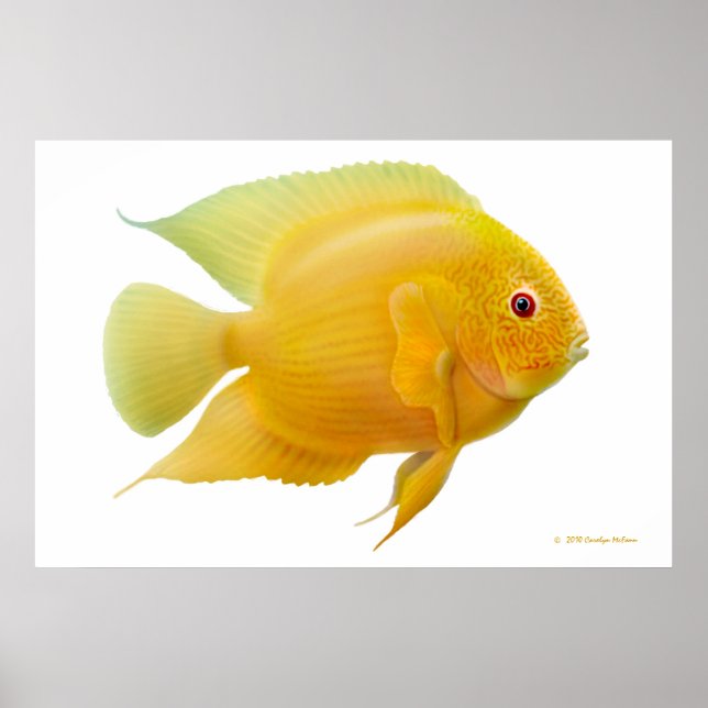 Lemon Guld Severum Cichlid-utskrift Poster (Framsidan)