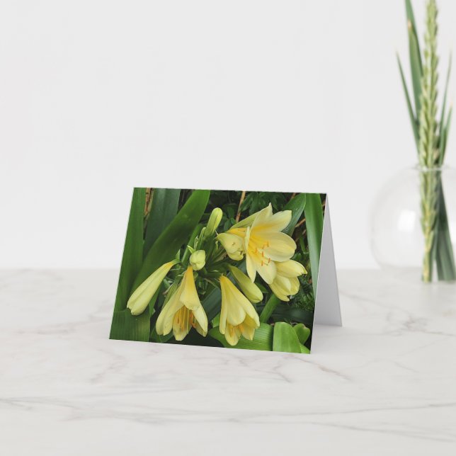 Lemon gult clivias meddelande (Framsida)