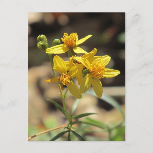 Lemon Head Wildblommes vykort (Framsida)