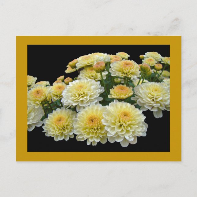 Lemon Meringue Chrysanthemums Vykort (Framsida)