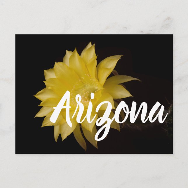 Lemon Paj Cactus Flower Delight, Arizona Vykort (Framsida)