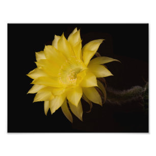 Lemon Paj Cactus Flower Delight Fototryck