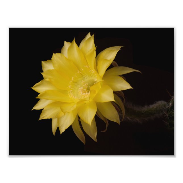 Lemon Paj Cactus Flower Delight Fototryck (Framsidan)
