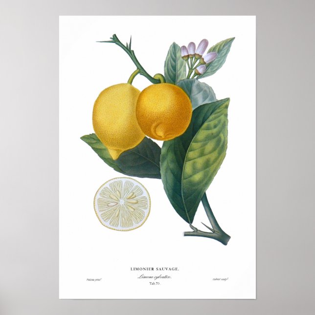 Lemon Poster (Framsidan)