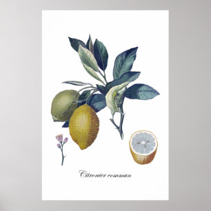 LEMON-studie botaniska vintage affisch