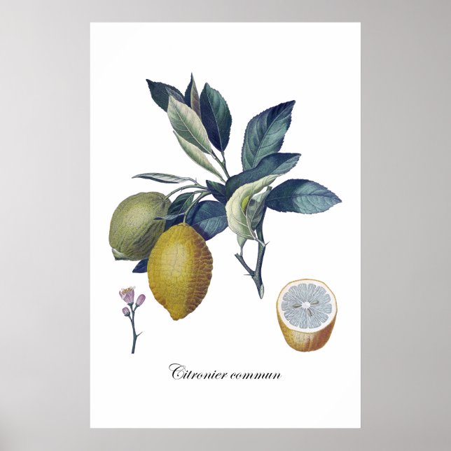 LEMON-studie botaniska vintage affisch (Framsidan)