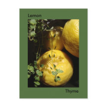 Lemon Thyme.