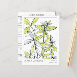 Lemon Verbena Materia Medica Herbal Flash Card Vykort