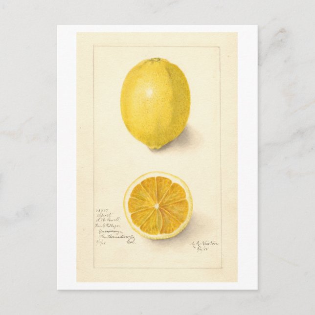 Lemon Vintage - vykort för botaniska illustratione (Framsida)