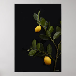 Lemons fortfarande vid Gren Poster