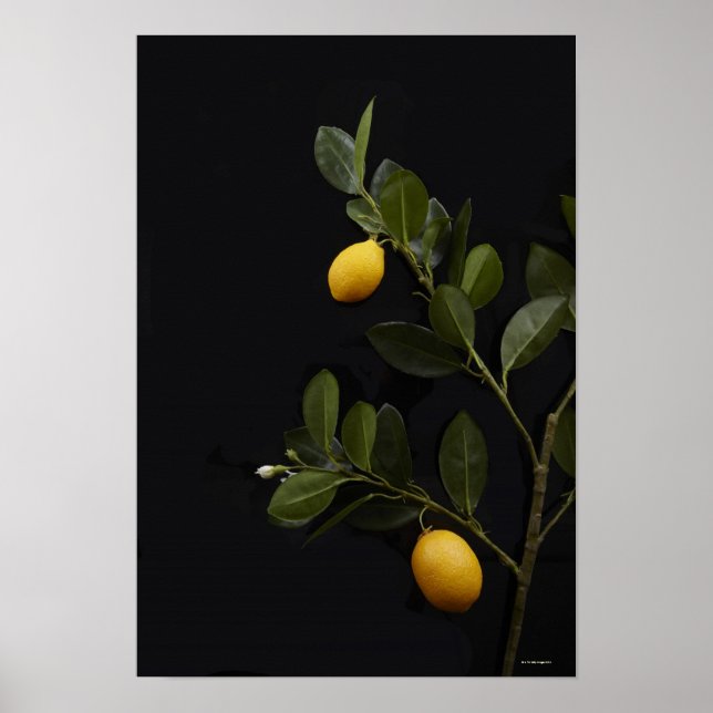 Lemons fortfarande vid Gren Poster (Framsidan)