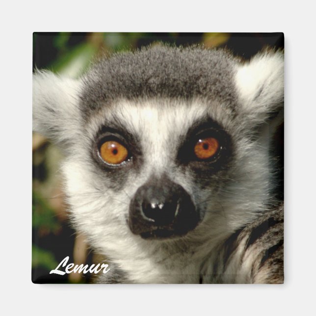 Lemur1 Magnet (Framsidan)