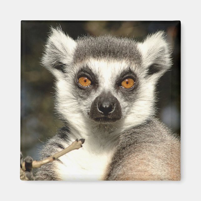 Lemur2 Magnet (Framsidan)