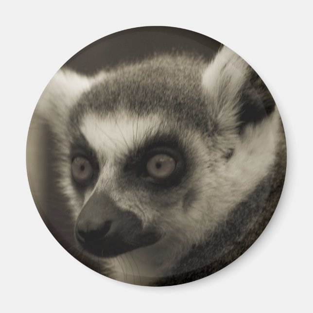 lemur ansikte magnet (Framsidan)