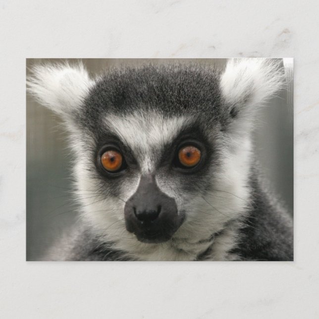 Lemur Ansikte Postkort Vykort (Framsida)