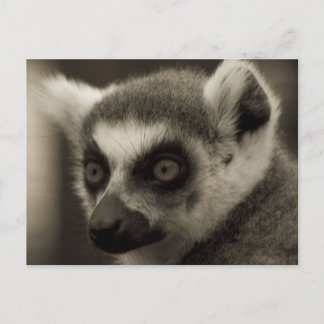 lemur ansikte vykort