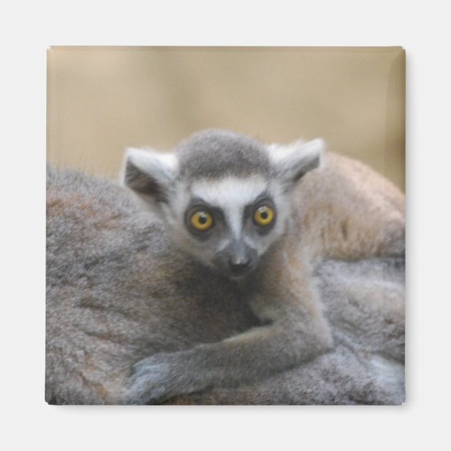 Lemur Baby Magnet (Framsidan)