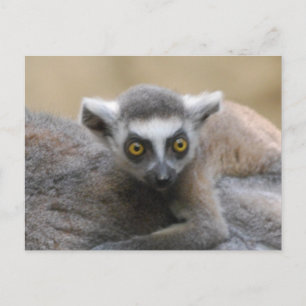 Lemur Baby Postkort Vykort