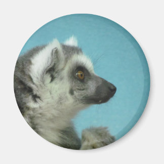 Lemur Classic med ring Magnet