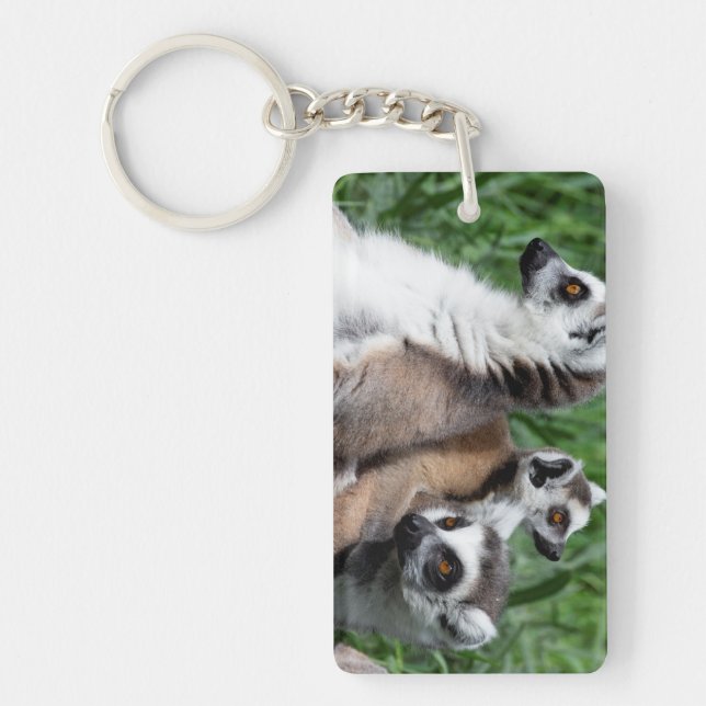 Lemur-familjen, Ring (Framsidan)