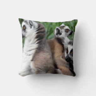 Lemur-familjen, Ring Kudde