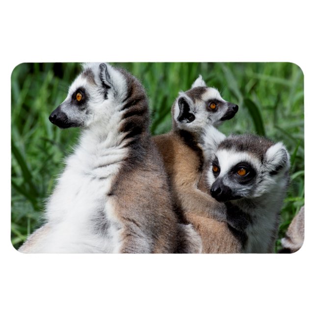 Lemur-familjen, Ring Magnet (Horisontell)