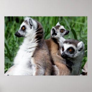 Lemur-familjen, Ring Poster