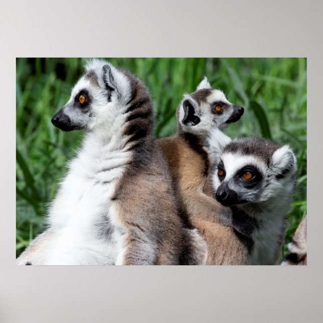 Lemur-familjen, Ring Poster (Framsidan)