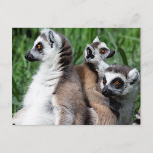 Lemur-familjen, Ring Vykort