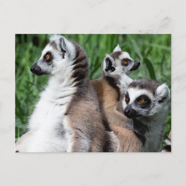 Lemur-familjen, Ring Vykort (Framsida)