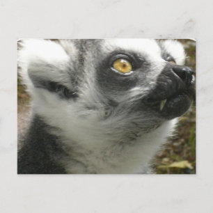Lemur-fotovykort Vykort