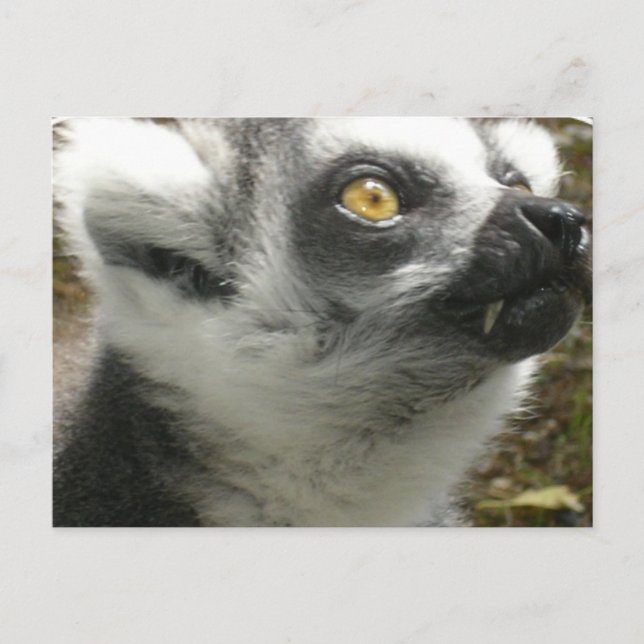 Lemur-fotovykort Vykort (Framsida)