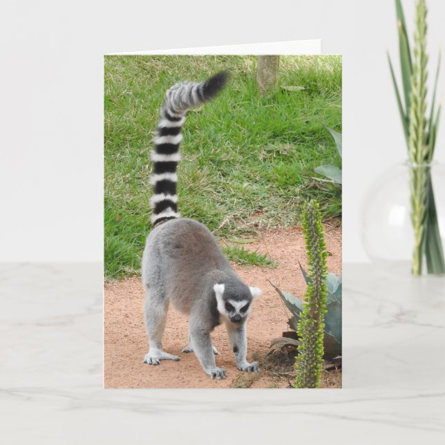 Lemur-hälsningskort Kort (Framsida)